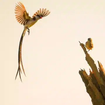 Kambaku-river-lodge-birdhide-gallery-11