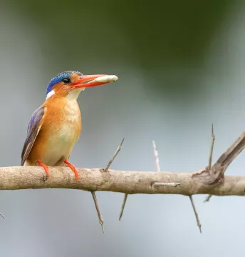 Kambaku-river-lodge-birdhide-gallery-13