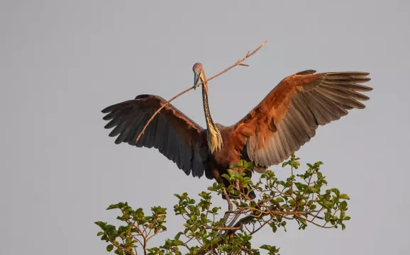 Kambaku-river-lodge-birdhide-gallery-14