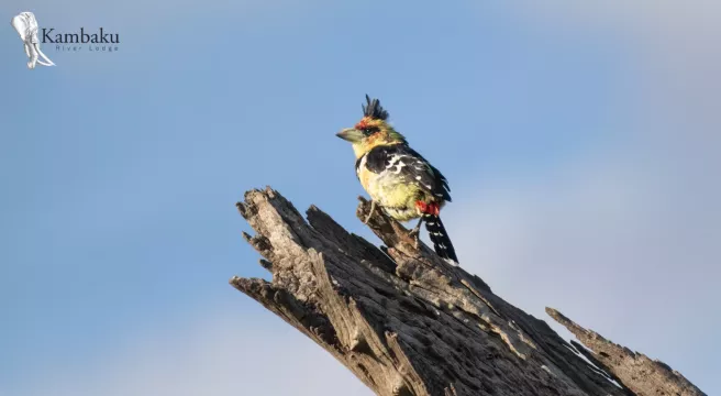 Kambaku-river-lodge-birdhide-gallery-15