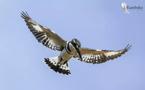 Kambaku-river-lodge-birdhide-gallery-17