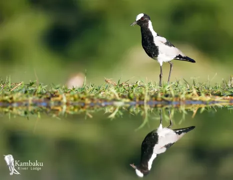Kambaku-river-lodge-birdhide-gallery-20