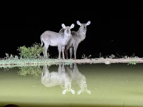 Kambaku-river-lodge-birdhide-gallery-23