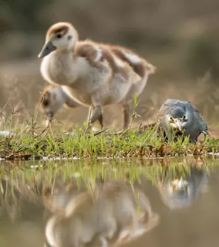 Kambaku-river-lodge-birdhide-gallery-24