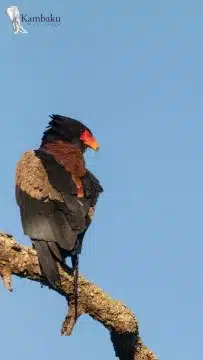 Kambaku-river-lodge-birdhide-gallery-3