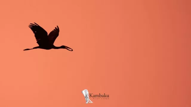 Kambaku-river-lodge-birdhide-gallery-34