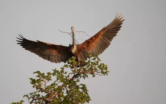 Kambaku-river-lodge-birdhide-gallery-35