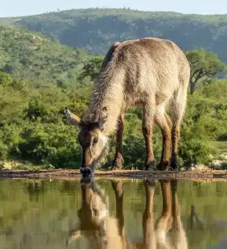 Kambaku-river-lodge-birdhide-gallery-4