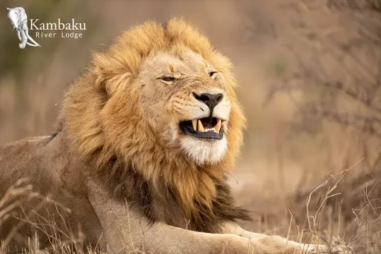 Kambaku-river-lodge-lion-main_sml
