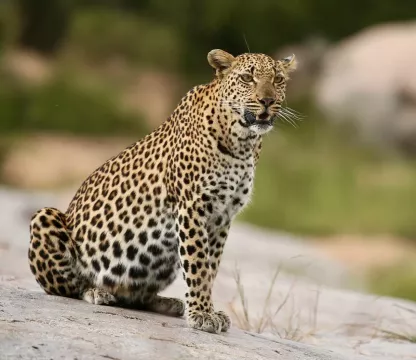 kambaku-river-lodge-gamedrive-gallery-9