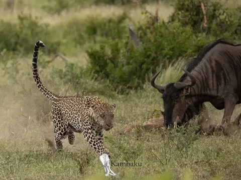 Kambaku-river-lodge-photographic-workshop-panthera-safaris-27