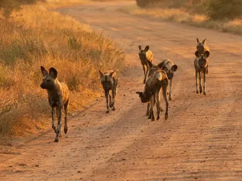 Kambaku-river-lodge-photographic-workshop-panthera-safaris-29
