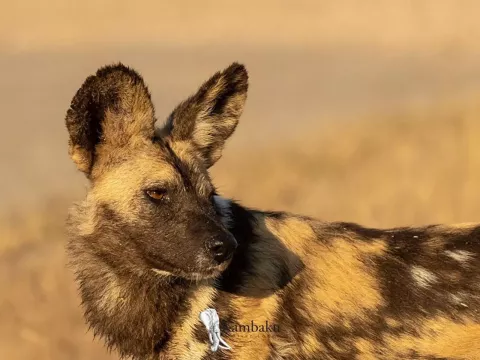 Kambaku-river-lodge-photographic-workshop-panthera-safaris-31
