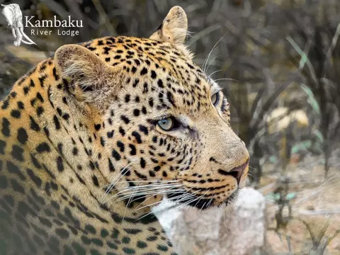 Kambaku-river-lodge-photographic-workshop-panthera-safaris-32