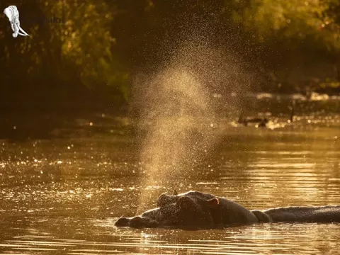 Kambaku-river-lodge-photographic-workshop-panthera-safaris-33