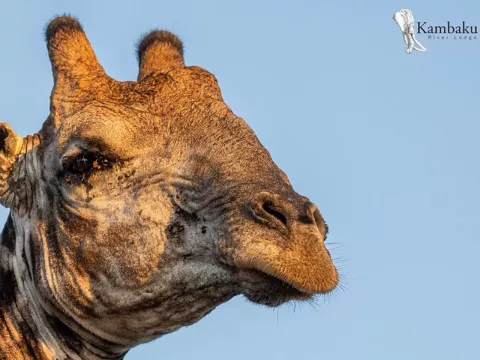 Kambaku-river-lodge-photographic-workshop-panthera-safaris-34