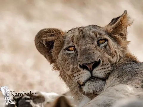 Kambaku-river-lodge-photographic-workshop-panthera-safaris-40