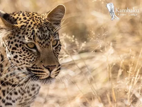 Kambaku-river-lodge-photographic-workshop-panthera-safaris-41