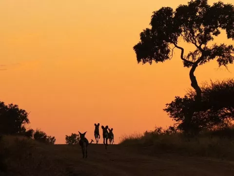 kambaku-river-lodge-blog-planning-your-afternoon-safari-1