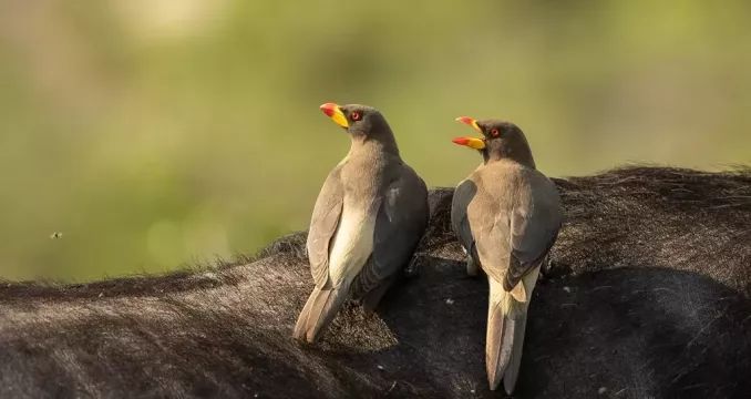 kambaku-river-lodge-game-drives30-copy
