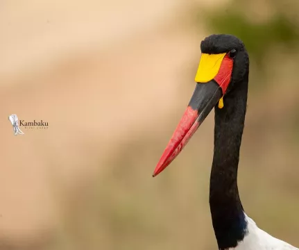 on-safari-with-kambaku-river-lodge-kruger-national-park-accommodation-1