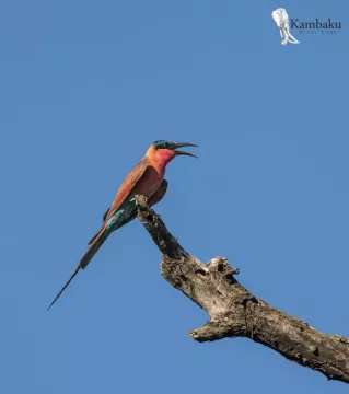 on-safari-with-kambaku-river-lodge-kruger-national-park-accommodation-10