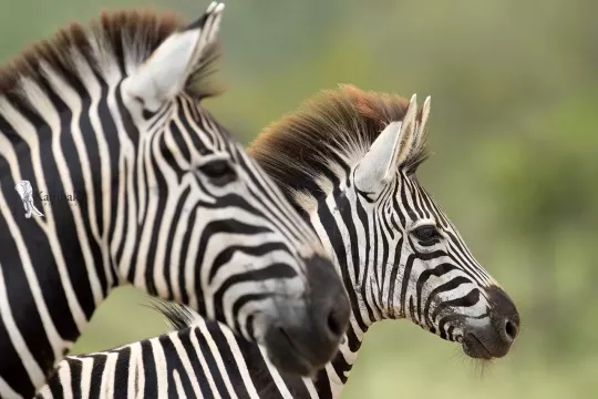 on-safari-with-kambaku-river-lodge-kruger-national-park-accommodation-13