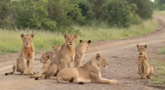on-safari-with-kambaku-river-lodge-kruger-national-park-accommodation-17
