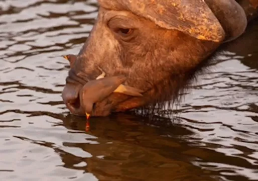 on-safari-with-kambaku-river-lodge-kruger-national-park-accommodation-18