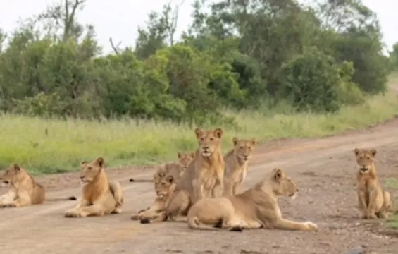 on-safari-with-kambaku-river-lodge-kruger-national-park-accommodation-19
