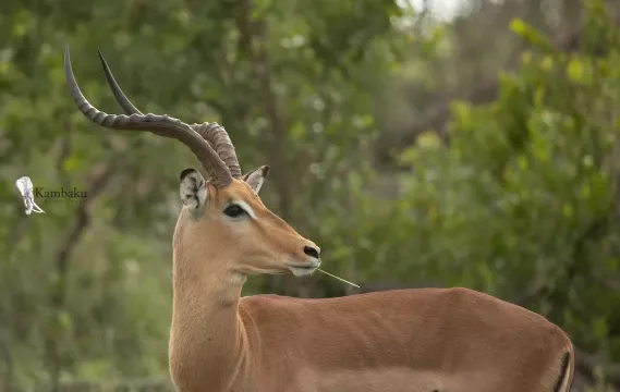 on-safari-with-kambaku-river-lodge-kruger-national-park-accommodation-2