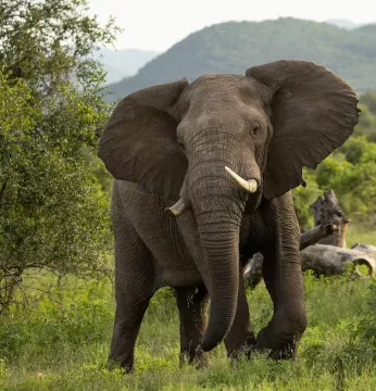 on-safari-with-kambaku-river-lodge-kruger-national-park-accommodation-3