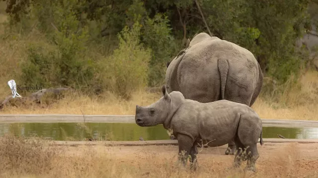 on-safari-with-kambaku-river-lodge-kruger-national-park-accommodation-5