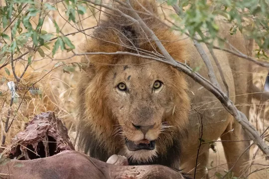 on-safari-with-kambaku-river-lodge-kruger-national-park-accommodation-6