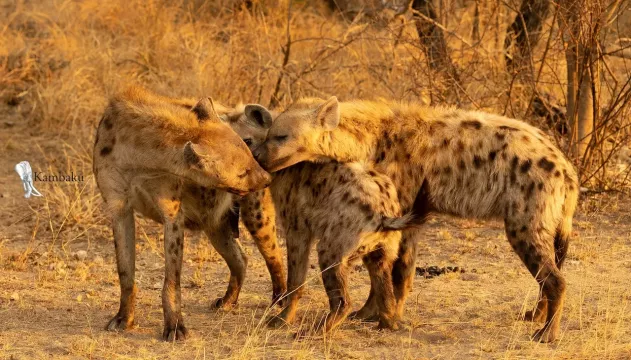 on-safari-with-kambaku-river-lodge-kruger-national-park-accommodation-7