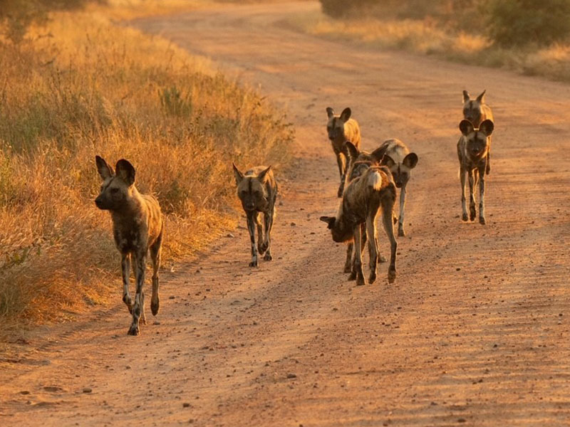 Endangered wild dogs of Africa