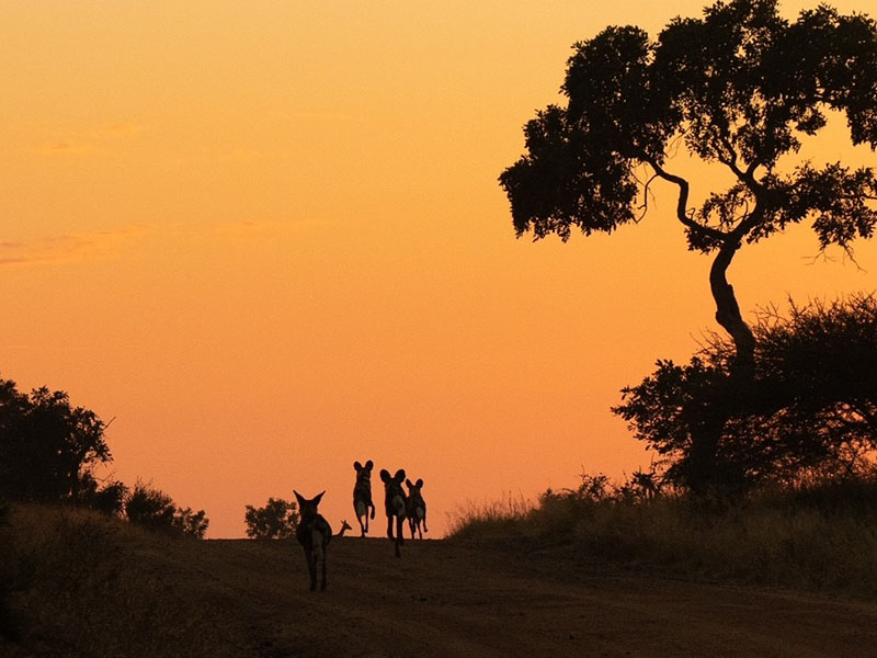 wild dogs South Africa