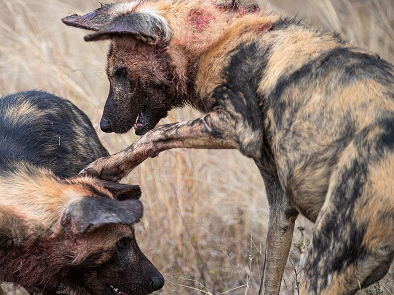 painted wolves South Africa