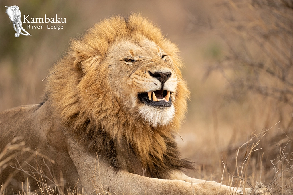 Kambaku River Lodge lion Kruger Park big five