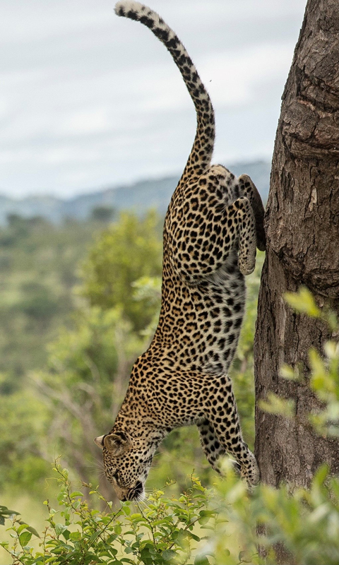 leopard part of big five