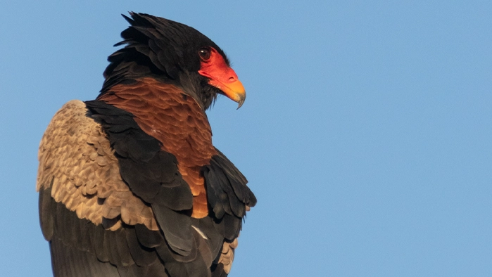 Kruger Park bird of prey