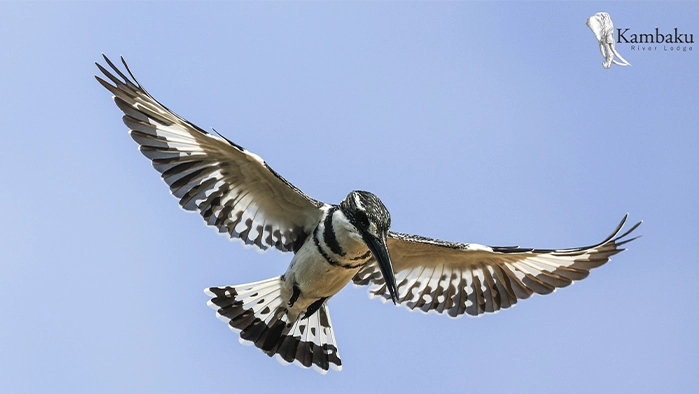 Kruger Park birdwatching Kambaku River Lodge