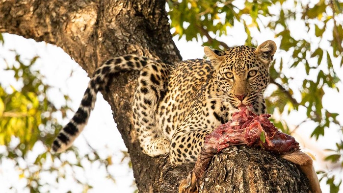 Kruger Park leopard kill