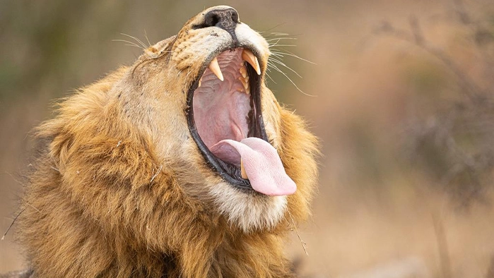 South African Lions