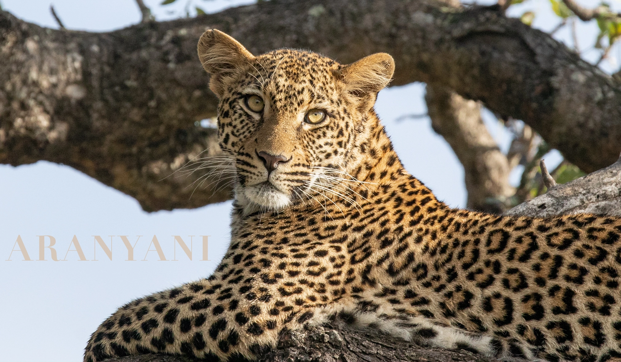leopard of the Kruger Park