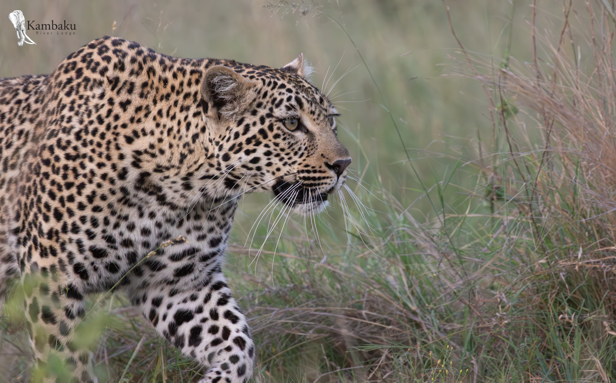 Nala, Kruger Park Leopard